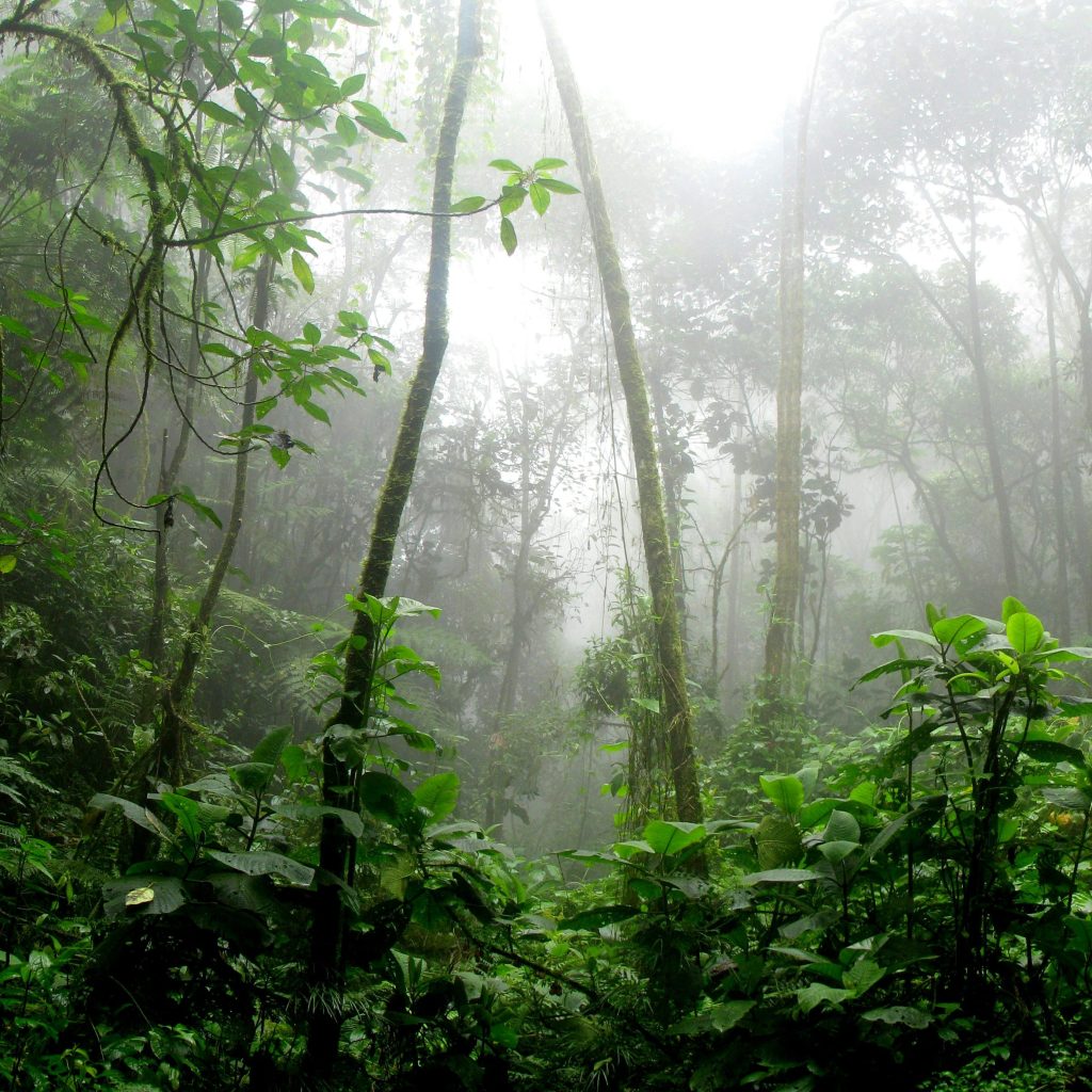 De bekendste bossen!